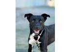 Adopt Ian a Labrador Retriever, Mixed Breed