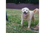 Adopt Toby a Great Pyrenees