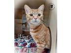 Adopt Joey AND Phoebe a Domestic Short Hair