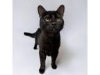 Adopt Dexter a Domestic Short Hair