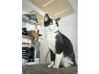 Adopt Gato a Tuxedo, Domestic Short Hair