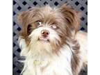 Adopt Finn a Yorkshire Terrier