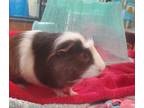 Adopt Ghost a Guinea Pig