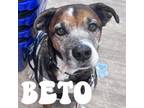 Adopt Beto a Mixed Breed, Boxer