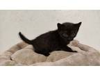 Adopt Mini Cooper a Domestic Short Hair