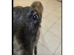 Adopt Buster a Greyhound