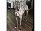 Adopt Danny a Greyhound