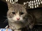 Adopt Dax a Domestic Short Hair