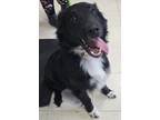 Adopt Tucker a Collie, Terrier