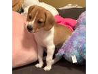 Adopt Trenton a Beagle, Plott Hound