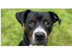 Adopt Diesel a Pit Bull Terrier