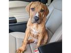 Adopt Gomer a Bloodhound, Mixed Breed