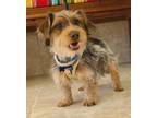 Adopt MARLEY a Silky Terrier