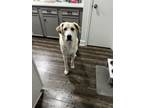 Adopt Archie -CL a Great Pyrenees