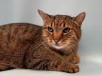 Adopt Frederick a Domestic Short Hair