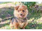Adopt Rebel a Yorkshire Terrier