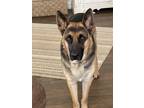 Adopt Nemo 3013 a German Shepherd Dog