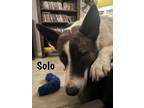 Adopt Solo 3090 a German Shepherd Dog