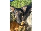 Adopt Shiloh 3091 a German Shepherd Dog