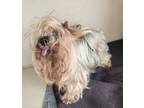 Adopt Titan a Yorkshire Terrier