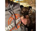 Chihuahua Puppy for sale in Viroqua, WI, USA
