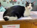 Adopt Zoboomafoo a Domestic Short Hair