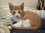 Lettuce Domestic Shorthair Kitten Male