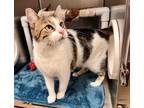 LILY Domestic Shorthair Senior Female