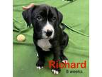 Adopt Richard a Australian Cattle Dog / Blue Heeler