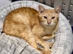 Adopt BRUNO a Domestic Short Hair