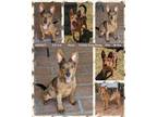 Adopt JAGRATI a Cattle Dog, Shepherd