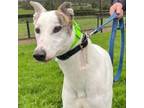 Adopt Prince of Inagh (Prince) a Greyhound