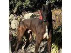 Adopt Holyhill Sonny (Sonny) a Greyhound