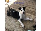 Adopt Goose a Mixed Breed