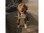 Adopt Boots a Labrador Retriever, Basset Hound