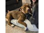 Adopt Boots a Labrador Retriever, Basset Hound