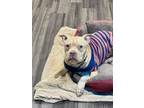 Adopt Jude a Pit Bull Terrier