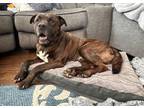 Adopt Levi a Mastiff