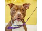 Adopt Winston a Mixed Breed, Pit Bull Terrier