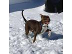 Adopt Winston a Mixed Breed, Pit Bull Terrier