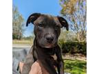 Adopt Guss 03-2727 a American Staffordshire Terrier, Mixed Breed
