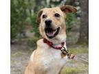 Adopt Patrick a Labrador Retriever, Feist