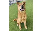 Adopt DALLAS a Chow Chow