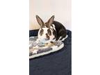 Adopt Bandit a Mini Rex