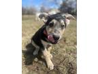 Adopt Colby a Shepherd