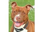 Scrappy American Pit Bull Terrier Adult Male
