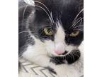 Stach Domestic Shorthair Young Male