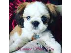 Shih Tzu Puppy for sale in Marion, MA, USA