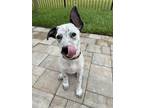 Adopt Brock a Australian Cattle Dog / Blue Heeler