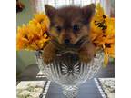 Pomeranian Puppy for sale in Greenville, NC, USA